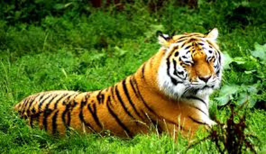 রয়েল বেঙ্গল টাইগার: বাংলাদেশের গর্ব এবং পৃথিবীর এক মহাশক্তিশালী শিকারি
