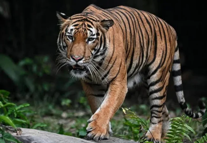 মালয়ান টাইগার: দক্ষিণ-পূর্ব এশিয়ার নির্ভীক শিকারি