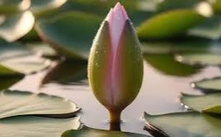 নাটকীয় সমাপ্তি: অবশেষে ‘শাপলা কলি’ প্রতীক পেল জাতীয় নাগরিক পার্টি